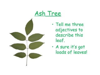 Adjactive Tree Trees | PPT