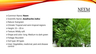 NEEM
Common Name: Neem
Scientific Name: Azadirachta indica
Nature: Evergreen
Climate: Tropical and semi-tropical regions
Height: 15 – 20 m
Texture: Mildly soft
Shape and color: long. Medium to dark green
Foliage: Roundish
Soil type: All types
Uses: Vegetables, medicinal, pest and disease
control
 