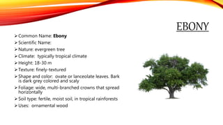 Common Name: Ebony
Scientific Name:
Nature: evergreen tree
Climate: typically tropical climate
Height: 18-30 m
Texture: finely-textured
Shape and color: ovate or lanceolate leaves. Bark
is dark grey colored and scaly
Foliage: wide, multi-branched crowns that spread
horizontally
Soil type: fertile, moist soil, in tropical rainforests
Uses: ornamental wood
EBONY
 