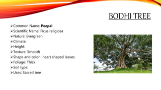 BODHI TREE
Common Name: Peepal
Scientific Name: Ficus religiosa
Nature: Evergreen
Climate:
Height:
Texture: Smooth
Shape and color: heart shaped leaves
Foliage: Thick
Soil type:
Uses: Sacred tree
 