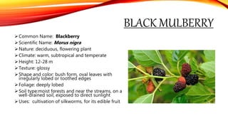 BLACK MULBERRY
Common Name: Blackberry
Scientific Name: Morus nigra
Nature: deciduous, flowering plant
Climate: warm, subtropical and temperate
Height: 12-28 m
Texture: glossy
Shape and color: bush form, oval leaves with
irregularly lobed or toothed edges
Foliage: deeply lobed
Soil type:moist forests and near the streams, on a
well-drained soil, exposed to direct sunlight
Uses: cultivation of silkworms, for its edible fruit
 