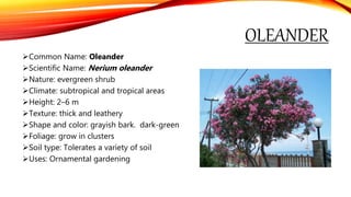OLEANDER
Common Name: Oleander
Scientific Name: Nerium oleander
Nature: evergreen shrub
Climate: subtropical and tropical areas
Height: 2–6 m
Texture: thick and leathery
Shape and color: grayish bark. dark-green
Foliage: grow in clusters
Soil type: Tolerates a variety of soil
Uses: Ornamental gardening
 