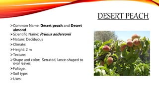 DESERT PEACH
Common Name: Desert peach and Desert
almond
Scientific Name: Prunus andersonii
Nature: Deciduous
Climate:
Height: 2 m
Texture:
Shape and color: Serrated, lance-shaped to
oval leaves
Foliage:
Soil type:
Uses:
 