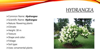 HYDRANGEA
Common Name: Hydrangea
Scientific Name: Hydrangea
Nature: flowering plants
Climate:
Height: 30 m
Texture:
Shape and color:
Foliage:
Soil type:
Uses: ornamental plants
 