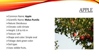 APPLE
Common Name: Apple
Scientific Name: Malus Pumila
Nature: Deciduous
Climate: cold climate
Height: 1.8 to 4.6 m
Texture: soft
Shape and color: Simple oval
Foliage: dark green color
Soil type:
Uses: edible fruits,
 