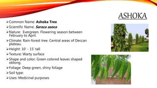 ASHOKACommon Name: Ashoka Tree
Scientific Name: Saraca asoca
Nature: Evergreen. Flowering season between
February to April.
Climate: Rain-forest tree. Central areas of Deccan
plateau.
Height: 10’ - 15’ tall
Texture: Warty surface
Shape and color: Green colored leaves shaped
oblong.
Foliage: Deep green, shiny foliage
Soil type:
Uses: Medicinal purposes
 