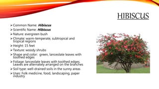 HIBISCUS
Common Name: Hibiscus
Scientific Name: Hibiscus
Nature: evergreen bush
Climate: warm-temperate, subtropical and
tropical regions
Height: 15 feet
Texture: woody shrubs
Shape and color: green, lanceolate leaves with
toothed edges
Foliage: lanceolate leaves with toothed edges.
Leaves are alternately arranged on the branches
Soil type: well-drained soils in the sunny areas
Uses: Folk medicine, food, landscaping, paper
industry
 