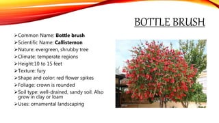 BOTTLE BRUSH
Common Name: Bottle brush
Scientific Name: Callistemon
Nature: evergreen, shrubby tree
Climate: temperate regions
Height:10 to 15 feet
Texture: fury
Shape and color: red flower spikes
Foliage: crown is rounded
Soil type: well-drained, sandy soil. Also
grow in clay or loam
Uses: ornamental landscaping
 