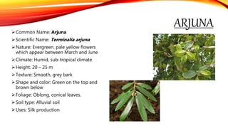 ARJUNACommon Name: Arjuna
Scientific Name: Terminalia arjuna
Nature: Evergreen. pale yellow flowers
which appear between March and June
Climate: Humid, sub-tropical climate
Height: 20 – 25 m
Texture: Smooth, grey bark
Shape and color: Green on the top and
brown below
Foliage: Oblong, conical leaves.
Soil type: Alluvial soil
Uses: Silk production
 