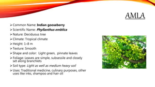 AMLA
Common Name: Indian gooseberry
Scientific Name: Phyllanthus emblica
Nature: Deciduous tree
Climate: Tropical climate
Height: 1–8 m
Texture: Smooth
Shape and color: Light green, pinnate leaves
Foliage: Leaves are simple, subsessile and closely
set along branchlets
Soil type: Light as well as medium heavy soil
Uses: Traditional medicine, culinary purposes, other
uses like inks, shampoo and hair oil
 