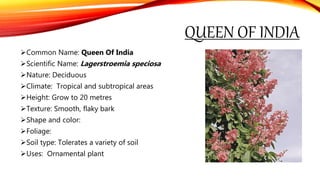 QUEEN OF INDIA
Common Name: Queen Of India
Scientific Name: Lagerstroemia speciosa
Nature: Deciduous
Climate: Tropical and subtropical areas
Height: Grow to 20 metres
Texture: Smooth, flaky bark
Shape and color:
Foliage:
Soil type: Tolerates a variety of soil
Uses: Ornamental plant
 