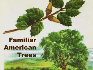 Familiar
American
Trees
 