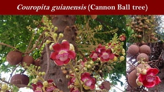 Flowering and foliage trees for landscaping.pdf
