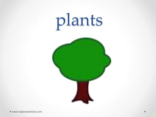 plants
www.ingilizcebankasi.com
 