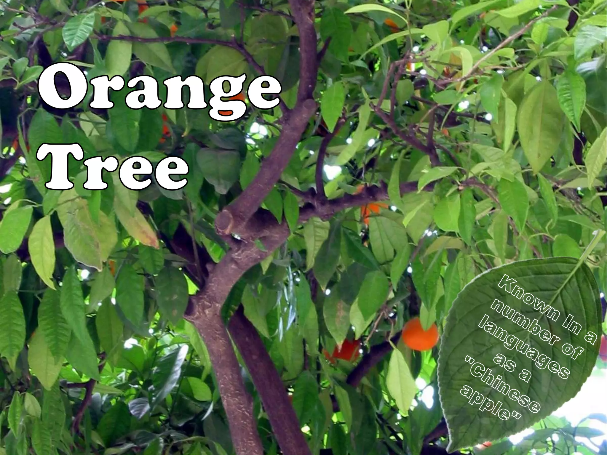 Trees (Part 2): Fruit Trees | PPTX | Food & Drink