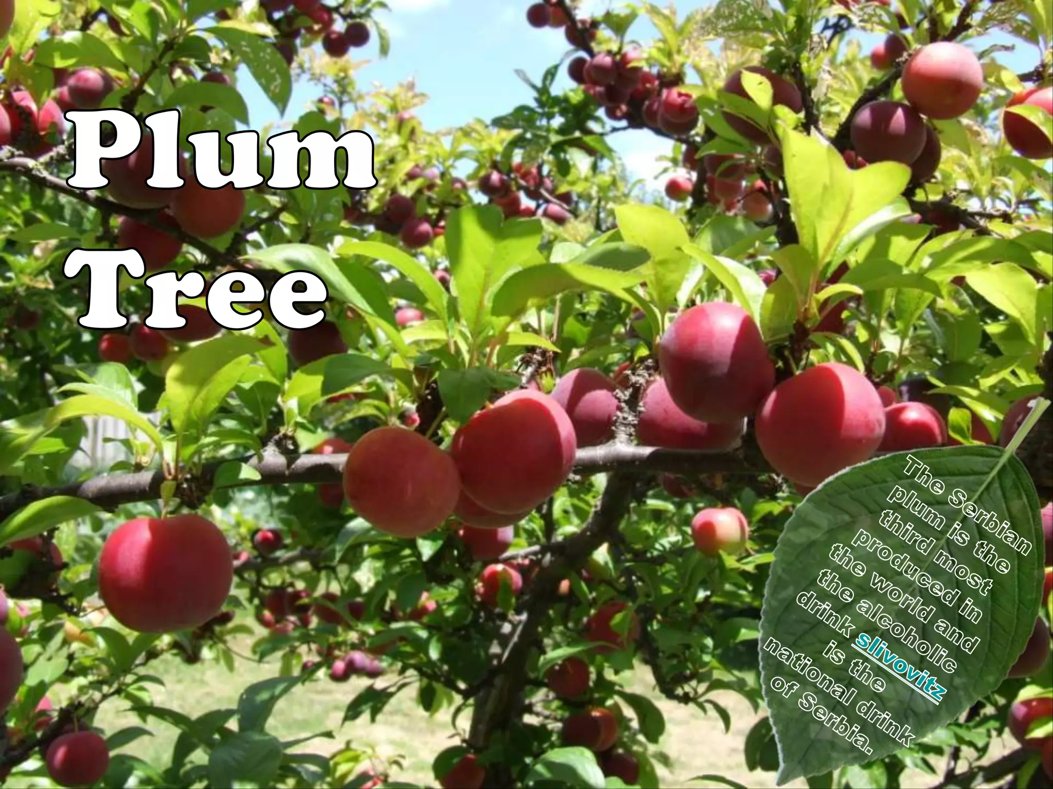 Trees (Part 2): Fruit Trees | PPTX | Food & Drink