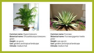 Common name: Dypsis lutescens
Botanical name:Chrysalidocarpus lutescens
green
Height: 20-30 cm
Use: gardens and tropical landscape
Climate: medium hot
Common name: Furcraea
Botanical name: Furcraea gigantia 'medio
picta'
Height: 120-150 cm
Use: gardens and tropical landscape
Climate: medium hot
 