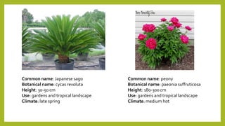 Common name: Japanese sago
Botanical name: cycas revoluta
Height: 30-50 cm
Use: gardens and tropical landscape
Climate: late spring
Common name: peony
Botanical name: paeonia suffruticosa
Height: 180-300 cm
Use: gardens and tropical landscape
Climate: medium hot
 