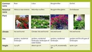 Common
name
Rose Lotus Bougainvillea Orchid
Botanical
name
Hibiscus rosa-sinensis Nelumbo nucifera Bougainvillea glabra Orchidaceae
Plant
climate hot and humid Climate: hot and humid hot and humid hot and humid
Use gardens, residential
landscape
gardens, residential
landscape, landscapes of
water bodies
gardens, residential
landscape.
gardens and for all types of
landscapes
Height 2.5–5 ft about 150 cm 3.0–3.7 ft, occasionally
9ft.
up to 2.5m
 