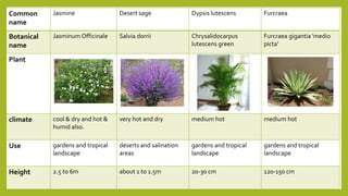 Common
name
Jasmine Desert sage Dypsis lutescens Furcraea
Botanical
name
Jasminum Officinale Salvia dorrii Chrysalidocarpus
lutescens green
Furcraea gigantia 'medio
picta'
Plant
climate cool & dry and hot &
humid also.
very hot and dry medium hot medium hot
Use gardens and tropical
landscape
deserts and salination
areas
gardens and tropical
landscape
gardens and tropical
landscape
Height 2.5 to 6m about 1 to 1.5m 20-30 cm 120-150 cm
 