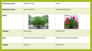 Common name Japanese sago peony
Botanical name cycas revoluta paeonia suffruticosa
Plant
climate late spring medium hot
Use gardens and tropical landscape gardens and tropical landscape
Height 30-50 cm 180-300 cm
 
