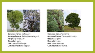 Common name:Tamarind
Botanical name:Tamarindus indica
Height: 24-30m
Diameter: 7.5m
Use: street avenues
Climate: hot and humid
Common name: mahogany
Botanical name: Swietenia mahagoni
Height: up to 22.5 m
Diameter: 9.1m
Use: coastal landscape
Climate: moist and tropical
 