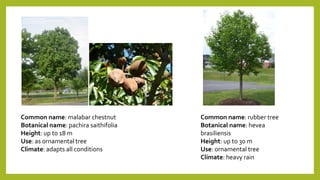 Common name: malabar chestnut
Botanical name: pachira saithifolia
Height: up to 18 m
Use: as ornamental tree
Climate: adapts all conditions
Common name: rubber tree
Botanical name: hevea
brasiliensis
Height: up to 30 m
Use: ornamental tree
Climate: heavy rain
 