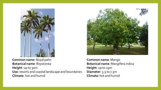 Common name: Royal palm
Botanical name: Roystonea
Height: up to 30m
Use: resorts and coastal landscape and boundaries
Climate: hot and humid
Common name: Mango
Botanical name: Mangifera indica
Height: up to 19m
Diameter: 5.5 to 7.5m
Climate: hot and humid
 