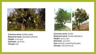 Common name:Golden apple
Botanical name: Spondias cytherea
Height: 12 to 15m
Diameter: up to 6m
Climate: hot
Common name:Cordia
Botanical name:Cordia sebestena
Height: up to 7.5m
Diameter: up to 6m
Use: parking, coastal landscapes
Climate: hot and humid
 