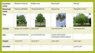 Common
name
Malabar chestnut Rubber tree Royal palm Mango
Botanical
name
Pachira saithifolia Hevea brasiliensis Roystonea Mangifera indica
Tree
climate adapts all conditions heavy rain hot and humid hot and humid
Use as ornamental tree as ornamental tree resorts and coastal
landscape and boundaries
-
Height up to 18 m up to 30 m up to 30m up to 19m
diameter - - - 5.5 to 7.5m
 