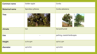Common name Golden apple Cordia
Botanical name Spondias cytherea Cordia sebestena
Tree
climate hot hot and humid
Use - parking, coastal landscapes
Height 12 to 15m up to 7.5m
diameter up to 6m up to 6m
 