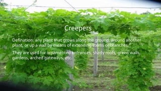 Creepers
Defination: any plant that grows along the ground, around another
plant, or up a wall by means of extending stems or branches.
They are used for ornamented entrances, shady roofs, green walls,
gardens, arched gateways, etc.
 