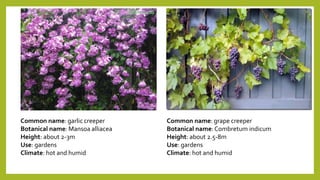 Common name: garlic creeper
Botanical name: Mansoa alliacea
Height: about 2-3m
Use: gardens
Climate: hot and humid
Common name: grape creeper
Botanical name:Combretum indicum
Height: about 2.5-8m
Use: gardens
Climate: hot and humid
 