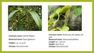 Common name: Helmet Pepper
Botanical name: Piper galeatum
Height: 7.5 – 12.5 cm
Climate: hot and humid
Common name:Aerial yam, Air potato, Air
yam
Botanical name: Dioscorea bulbifera
Length: 50 – 100 cm
Height: up to 6 cm
Climate: hot and humid
 