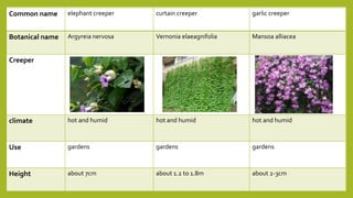 Common name elephant creeper curtain creeper garlic creeper
Botanical name Argyreia nervosa Vernonia elaeagnifolia Mansoa alliacea
Creeper
climate hot and humid hot and humid hot and humid
Use gardens gardens gardens
Height about 7cm about 1.2 to 1.8m about 2-3cm
 