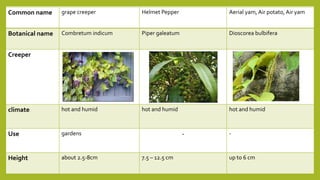Common name grape creeper Helmet Pepper Aerial yam, Air potato, Air yam
Botanical name Combretum indicum Piper galeatum Dioscorea bulbifera
Creeper
climate hot and humid hot and humid hot and humid
Use gardens - -
Height about 2.5-8cm 7.5 – 12.5 cm up to 6 cm
 