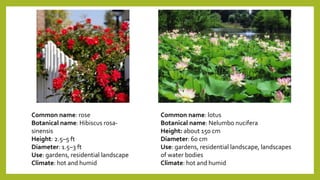 Common name: rose
Botanical name: Hibiscus rosa-
sinensis
Height: 2.5–5 ft
Diameter: 1.5–3 ft
Use: gardens, residential landscape
Climate: hot and humid
Common name: lotus
Botanical name: Nelumbo nucifera
Height: about 150 cm
Diameter: 60 cm
Use: gardens, residential landscape, landscapes
of water bodies
Climate: hot and humid
 