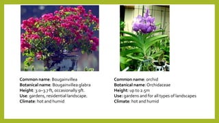 Common name: Bougainvillea
Botanical name: Bougainvillea glabra
Height: 3.0–3.7 ft, occasionally 9ft.
Use: gardens, residential landscape.
Climate: hot and humid
Common name: orchid
Botanical name:Orchidaceae
Height: up to 2.5m
Use: gardens and for all types of landscapes
Climate: hot and humid
 