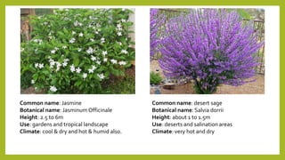 Common name: Jasmine
Botanical name: Jasminum Officinale
Height: 2.5 to 6m
Use: gardens and tropical landscape
Climate: cool & dry and hot & humid also.
Common name: desert sage
Botanical name: Salvia dorrii
Height: about 1 to 1.5m
Use: deserts and salination areas
Climate: very hot and dry
 