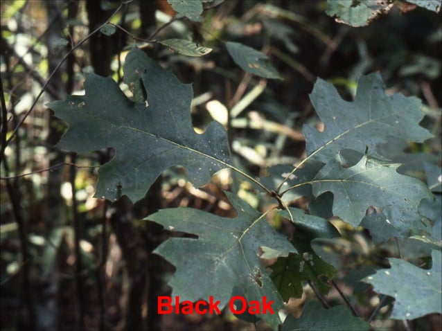 Trees and shrubs | PPT