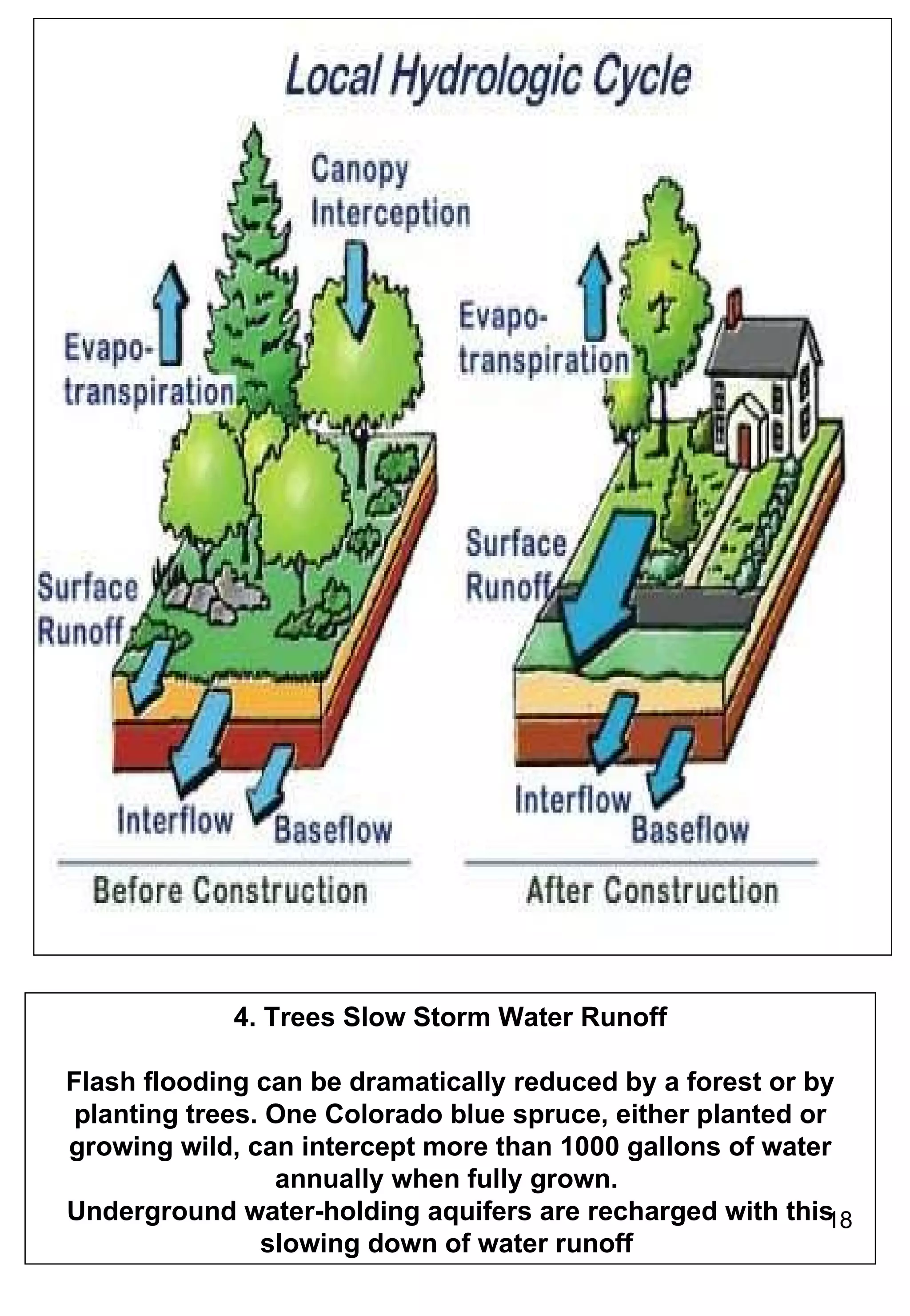4. Trees Slow Storm Water Runoff Flash flooding can be dramatically reduced by a forest or by planting trees. One Colorado blue spruce, either planted or growing wild, can intercept more than 1000 gallons of water annually when fully grown.  Underground water-holding aquifers are recharged with this slowing down of water runoff  