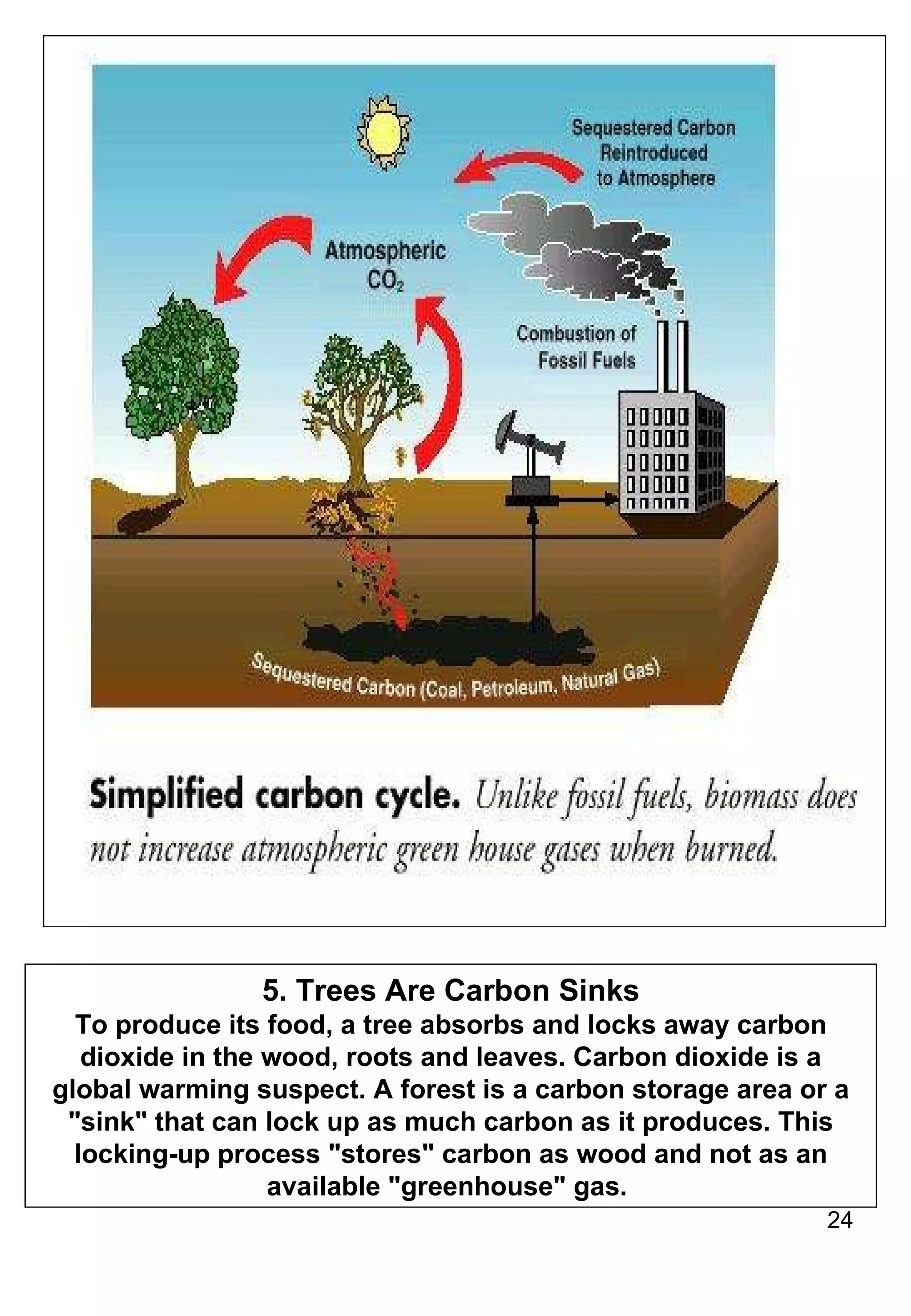 5. Trees Are Carbon Sinks To produce its food, a tree absorbs and locks away carbon dioxide in the wood, roots and leaves. Carbon dioxide is a global warming suspect. A forest is a carbon storage area or a "sink" that can lock up as much carbon as it produces. This locking-up process "stores" carbon as wood and not as an available "greenhouse" gas.  