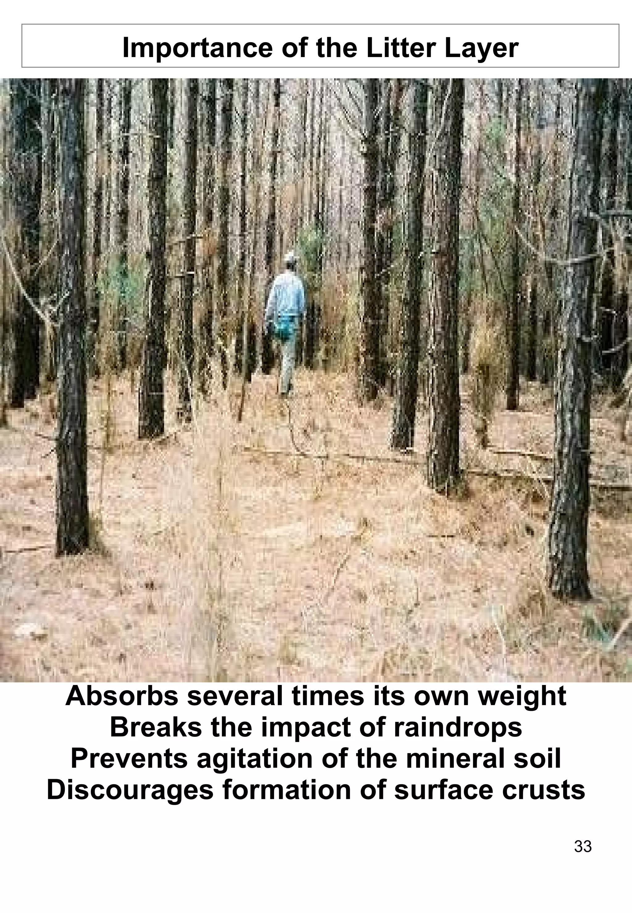 Absorbs several times its own weight Breaks the impact of raindrops Prevents agitation of the mineral soil Discourages formation of surface crusts Importance of the Litter Layer 