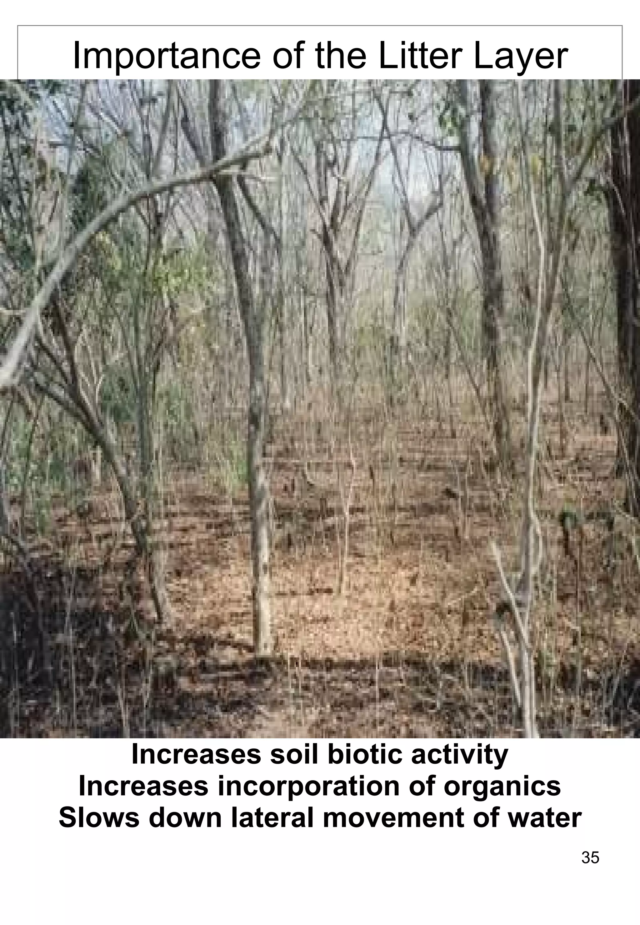 Increases soil biotic activity Increases incorporation of organics Slows down lateral movement of water Importance of the Litter Layer 