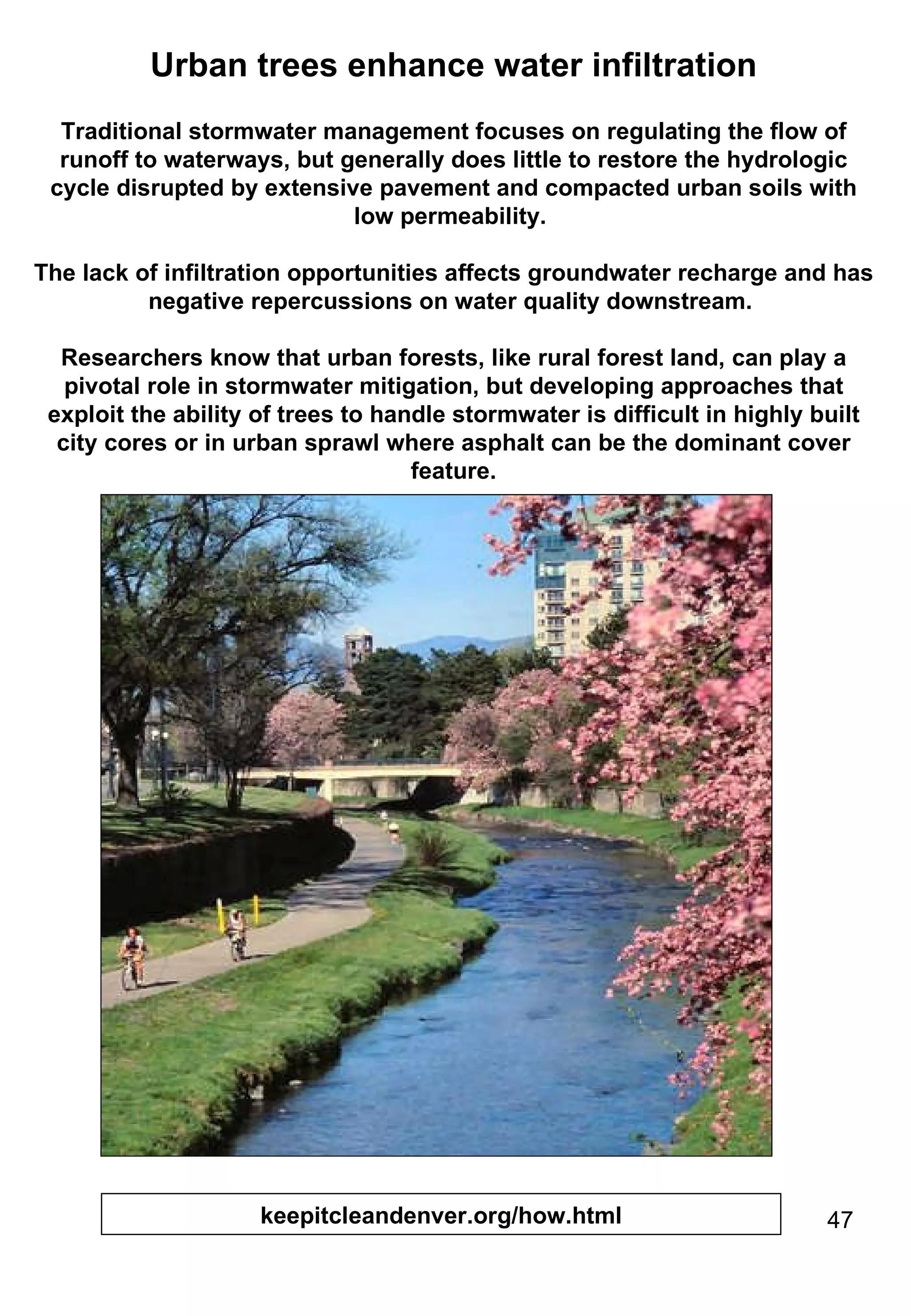 Urban trees enhance water infiltration Traditional stormwater management focuses on regulating the flow of runoff to waterways, but generally does little to restore the hydrologic cycle disrupted by extensive pavement and compacted urban soils with low permeability.  The lack of infiltration opportunities affects groundwater recharge and has negative repercussions on water quality downstream.  Researchers know that urban forests, like rural forest land, can play a pivotal role in stormwater mitigation, but developing approaches that exploit the ability of trees to handle stormwater is difficult in highly built city cores or in urban sprawl where asphalt can be the dominant cover feature. keepitcleandenver.org/how.html 