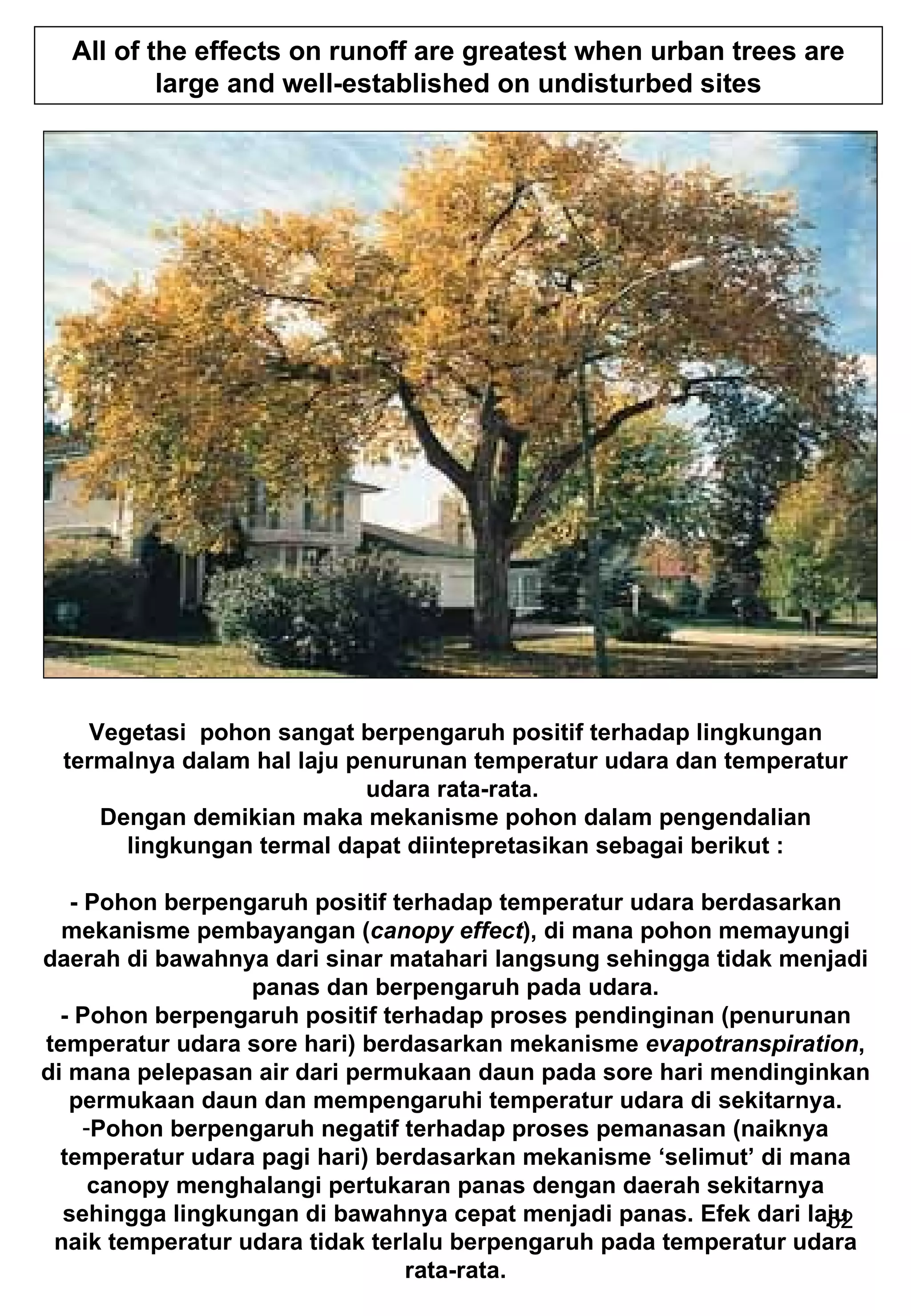 All of the effects on runoff are greatest when urban trees are large and well-established on undisturbed sites Vegetasi  pohon sangat berpengaruh positif terhadap lingkungan termalnya dalam hal laju penurunan temperatur udara dan temperatur udara rata-rata.  Dengan demikian maka mekanisme pohon dalam pengendalian lingkungan termal dapat diintepretasikan sebagai berikut : - Pohon berpengaruh positif terhadap temperatur udara berdasarkan mekanisme pembayangan ( canopy effect ), di mana pohon memayungi daerah di bawahnya dari sinar matahari langsung sehingga tidak menjadi panas dan berpengaruh pada udara. - Pohon berpengaruh positif terhadap proses pendinginan (penurunan temperatur udara sore hari) berdasarkan mekanisme  evapotranspiration , di mana pelepasan air dari permukaan daun pada sore hari mendinginkan permukaan daun dan mempengaruhi temperatur udara di sekitarnya. Pohon berpengaruh negatif terhadap proses pemanasan (naiknya temperatur udara pagi hari) berdasarkan mekanisme ‘selimut’ di mana canopy menghalangi pertukaran panas dengan daerah sekitarnya sehingga lingkungan di bawahnya cepat menjadi panas. Efek dari laju naik temperatur udara tidak terlalu berpengaruh pada temperatur udara rata-rata. 