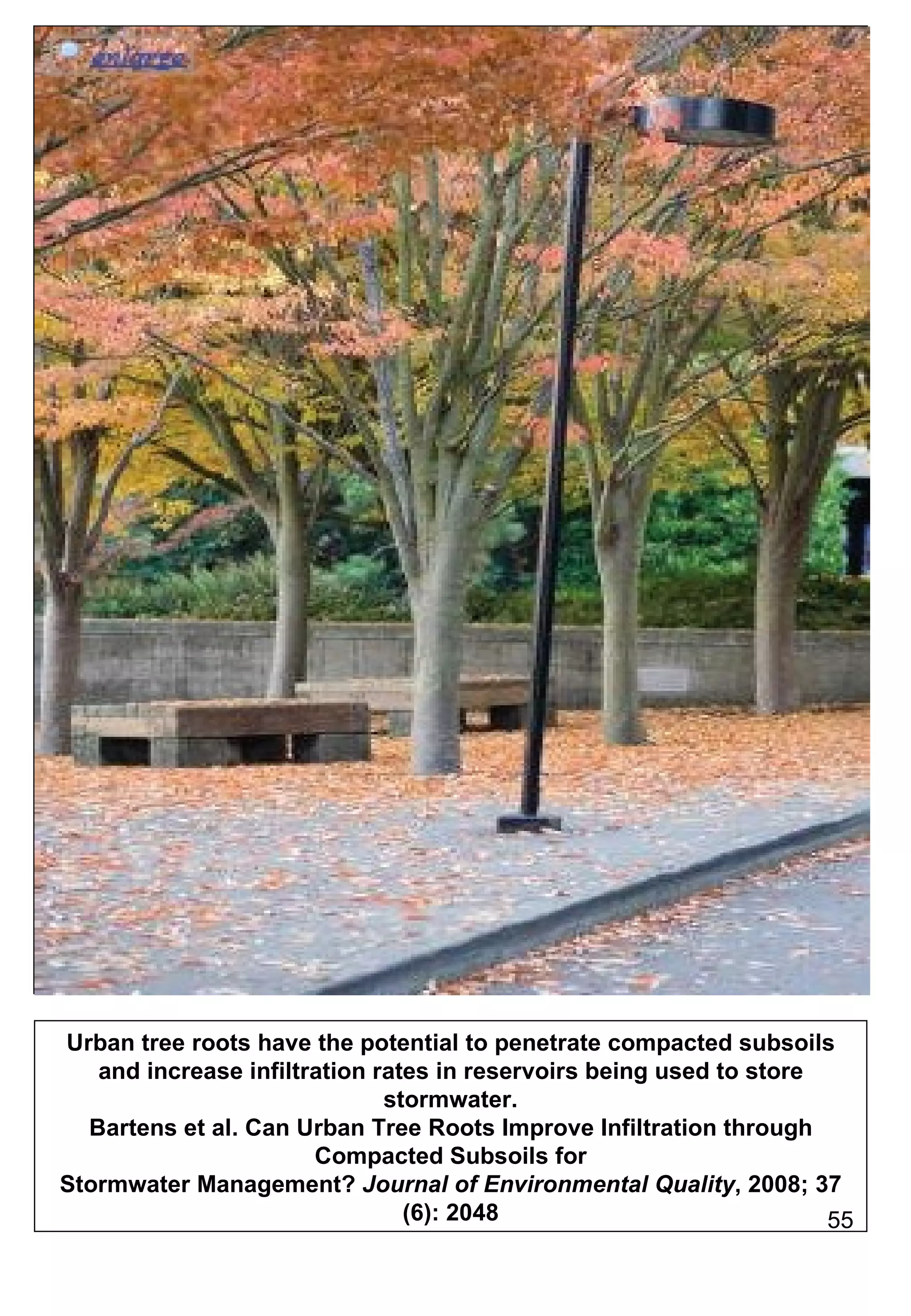 Urban tree roots have the potential to penetrate compacted subsoils and increase infiltration rates in reservoirs being used to store stormwater. Bartens et al. Can Urban Tree Roots Improve Infiltration through Compacted Subsoils for Stormwater Management?  Journal of Environmental Quality , 2008; 37 (6): 2048 