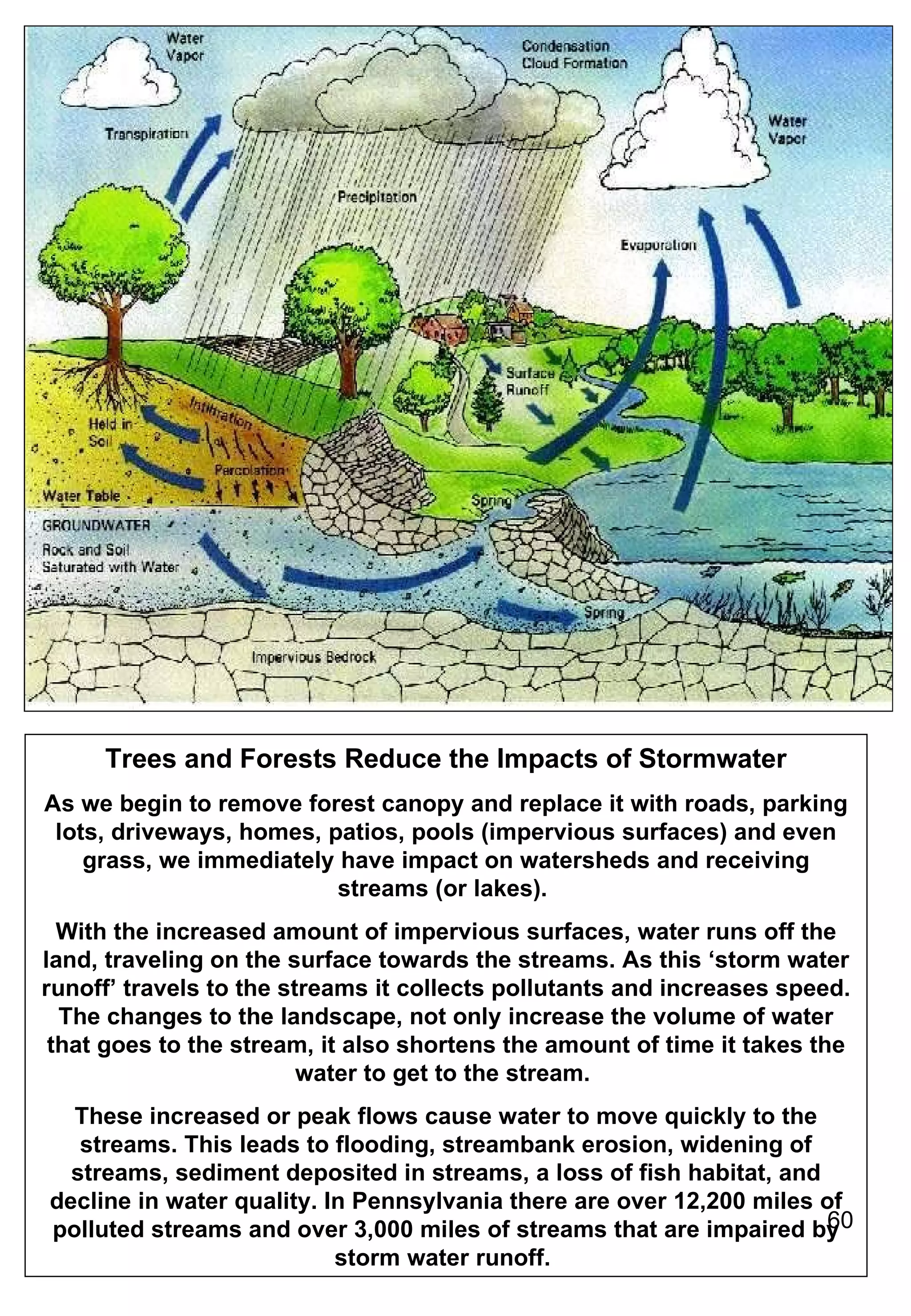 Trees and Forests Reduce the Impacts of Stormwater As we begin to remove forest canopy and replace it with roads, parking lots, driveways, homes, patios, pools (impervious surfaces) and even grass, we immediately have impact on watersheds and receiving streams (or lakes).  With the increased amount of impervious surfaces, water runs off the land, traveling on the surface towards the streams. As this ‘storm water runoff’ travels to the streams it collects pollutants and increases speed. The changes to the landscape, not only increase the volume of water that goes to the stream, it also shortens the amount of time it takes the water to get to the stream.  These increased or peak flows cause water to move quickly to the streams. This leads to flooding, streambank erosion, widening of streams, sediment deposited in streams, a loss of fish habitat, and decline in water quality. In Pennsylvania there are over 12,200 miles of polluted streams and over 3,000 miles of streams that are impaired by storm water runoff.  