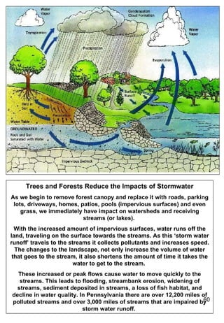 Trees and their role in water management | PPT