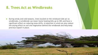8. Trees Act as Windbreaks
 During windy and cold seasons, trees located on the windward side act as
windbreaks. A windbreak can lower home heating bills up to 30% and have a
significant effect on reducing snow drifts. A reduction in wind can also reduce
the drying effect on soil and vegetation behind the windbreak and help keep
precious topsoil in place.
 